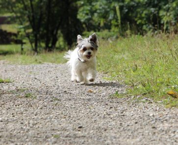 {{brizy_dc_image_alt imageSrc=