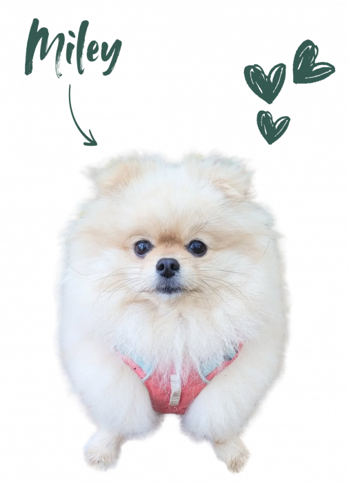 {{brizy_dc_image_alt imageSrc=